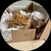 diplocat